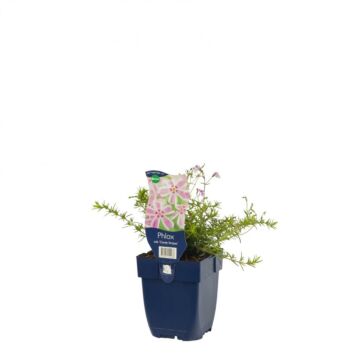 Teppich Phlox - Phlox (S) 'Candy Stripes' Teppich Phlox - Phlox (S) 'Candy Stripes'