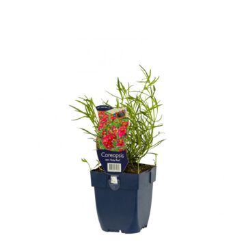 Wanzenblume - Coreopsis vert. 'Ruby Red' Wanzenblume - Coreopsis vert. 'Ruby Red'