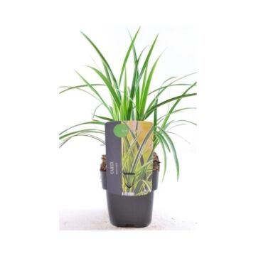 Segge - Carex ice dance P17