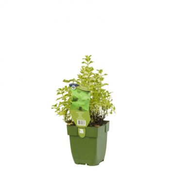 Minze - Mentha rot. 'Pineapple Mint'