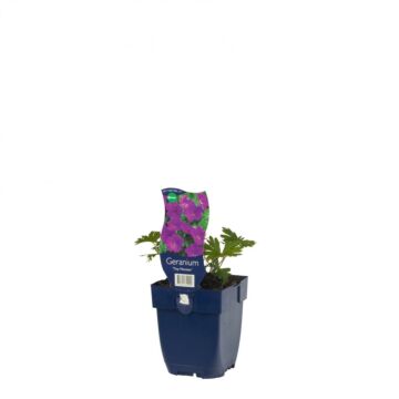 Storchschnabel - Geranium sang. 'Tiny Monster'