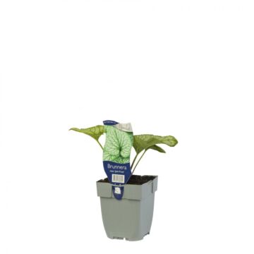 Kaukasisches Vergissmeinnicht - Brunnera macr. 'Jack Frost'