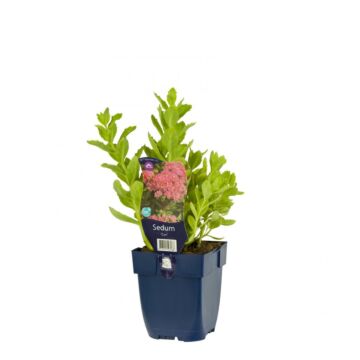 Sedum Carl P11