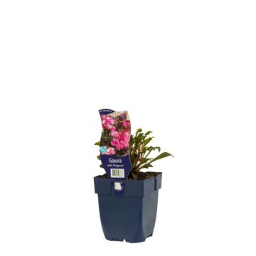 Prachtkerze - Gaura lindh. 'Florgauros' Prachtkerze - Gaura lindh. 'Florgauros'