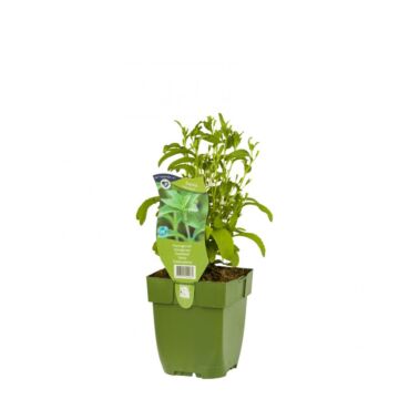 Honigkraut - Stevia rebaudiana Honigkraut - Stevia rebaudiana