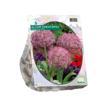 Allium Albopilosum Christophii pro 5