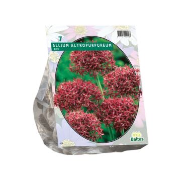 Allium Atropurpureum pro 7