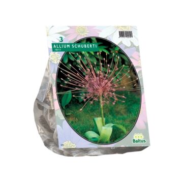 Allium Schuberti pro 3