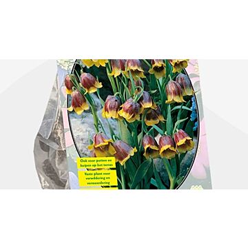 Fritillaria Mikhailovskyi pro 15 Fritillaria Mikhailovskyi pro 15