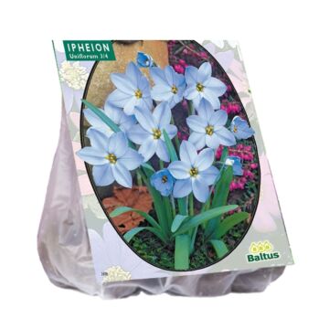 Ipheion pro 100