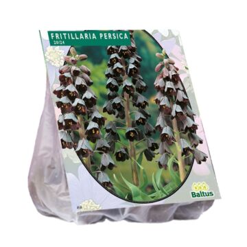 Fritillaria Persica pro 3