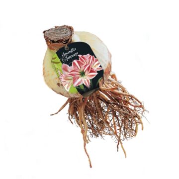 Amaryllis, gestreift 