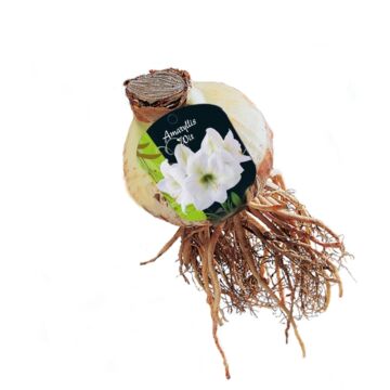 Amaryllis, Weiß (Stecketikett)