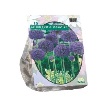 Allium Aflatunense Purple Sensation pro 15