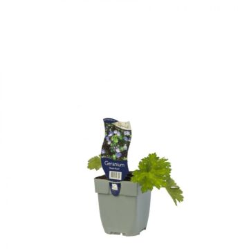 Storchschnabel - Geranium 'Azure Rush'