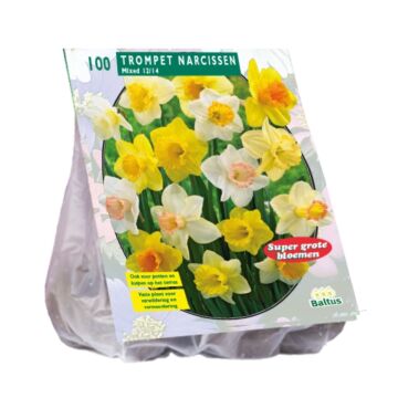 Narcis trompet mix 100st