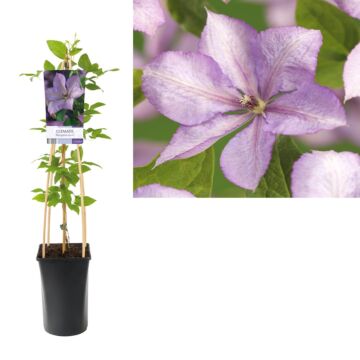 Waldrebe - Clematis jackmanii 'Margaret Hunt' Waldrebe - Clematis jackmanii 'Margaret Hunt'