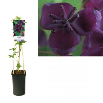 Blaugurken Wein - Akebia quinata