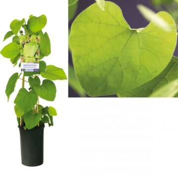 Osterluzei - Aristolochia macrophylla