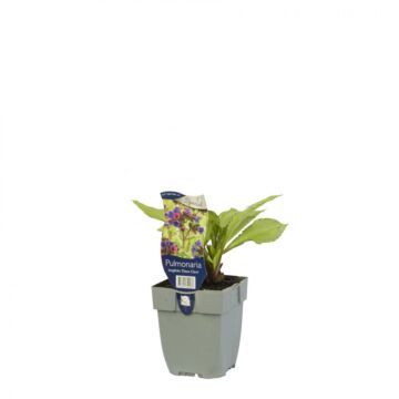 Buntes Lungenkraut - Pulmonaria longifolia 'Diana Clare'