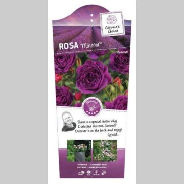 Rosa 'Minerva'® Violett
