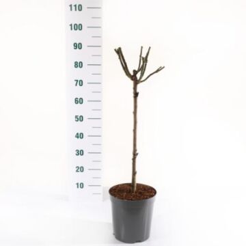 Rosa 'Nostalgie'® stamm 60cm