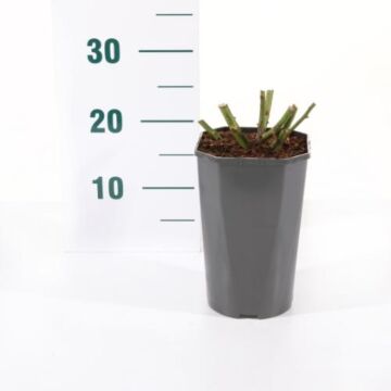 rosa 'Chippendale'®