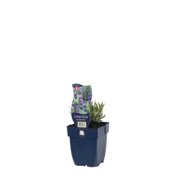 Lavender - Lavandula ang. 'Silver Mist'