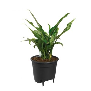 Elho Blumentopf Selbstbewässerungssystem L 44 cm schwarz