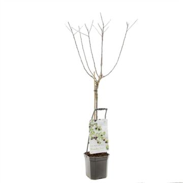 Pflaumenbaum - Wonder tree Opal