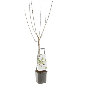 Kirschenbaum - Wonder tree Lapins