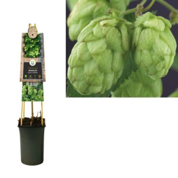 Hopfen