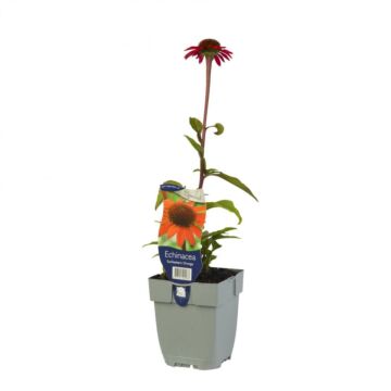 Sonnenhut - Echinacea SunSeekers Orange