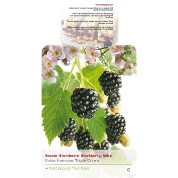 Dornloser Brombeerstrauch - Rubus frut. Triple Crown