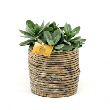 Senecio Cephalophorus P12