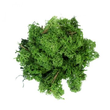 RENTIERMOOS DUNKELGRÜN 500G