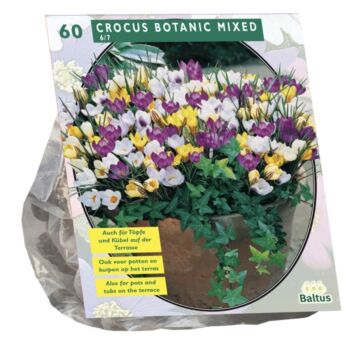 Krokus-Botanical, Mischung pro 60