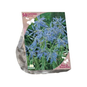 Bienen & Schmetterlinge – Camassia Quamash pro 50