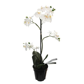 Orchideenpflanze x4 in Topf creme l67cm
