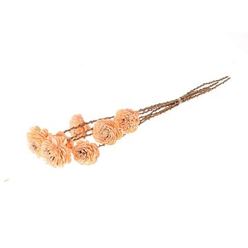 Bunch Shola Ranunculu salmon 60 cm - HBX natural living