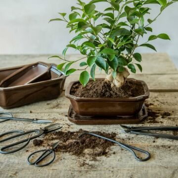 Astscheren-Bonsai
