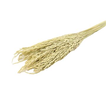 Bunch Rice Oryza  - HBX Natural Living