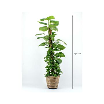 Epipremnum Mos 150cm