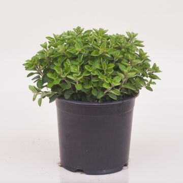 OREGANO Ø 14 cm