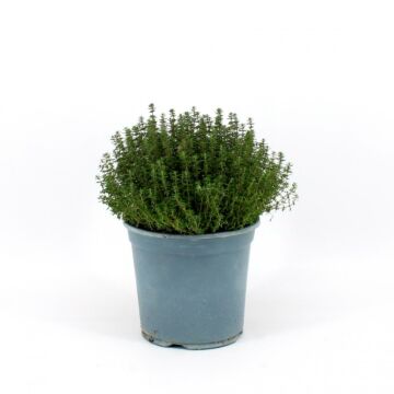 Thymian Faustini Ø18 Strauch