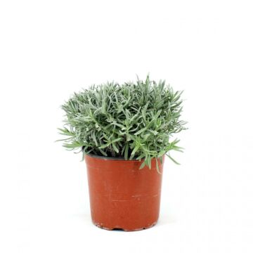Lavendel Strauch Ø 18 cm
