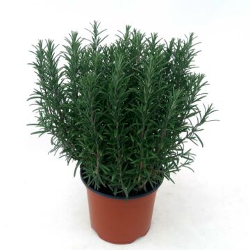 Rosmarin Ø18 ZIERGEHÖLZE
