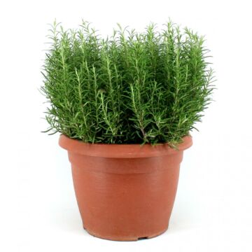 Rosemarin Ø35 Strauch