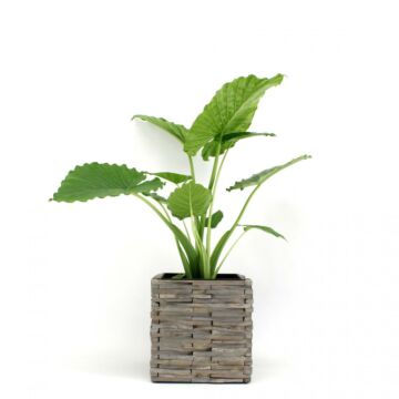 Elefantenohr - Alocasia gageana