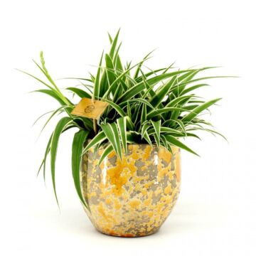 Chlorophytum Ocean P15